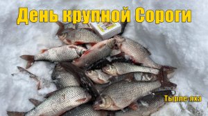 Сорога не дает скучать. Рыбалка в таежной глуши. Зимняя рыбалка 2021.