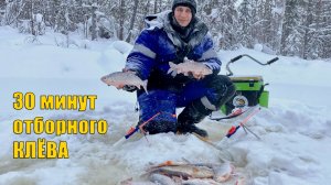 30 минут отборного клева после долгих часов поиска рыбы. Зимняя рыбалка 2021.