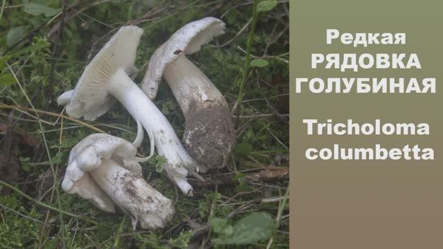 Редкая РЯДОВКА ГОЛУБИНАЯ - Tricholoma columbetta смотреть онлайн