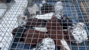 Ярмарка голубей г. Бугуруслан 21-12-2025