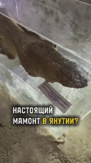 НАСТОЯЩИЙ МАМОНТ В ЯКУТИИ / ТА СТОРОНА
