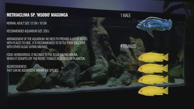 Акваскейп для африканских цихлид с нуля