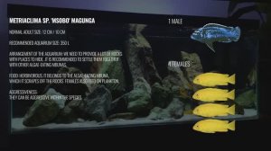 Акваскейп для африканских цихлид с нуля