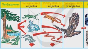 Задание 20. Пищевые цепи. ОГЭ по биологии