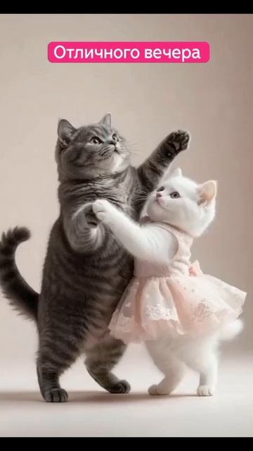 #танцы #развлечения #котики #кошка #отдых