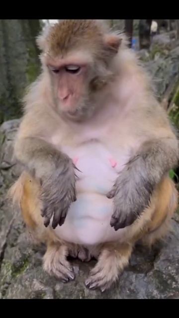 обезьяна и тухлое яйцо смотреть онлайн