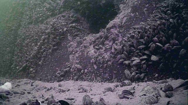 1000006713.mp4Волга гл.5м толщина льда 2см..21.12.2025г.