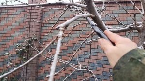 Пример работы с сучками на черешне.