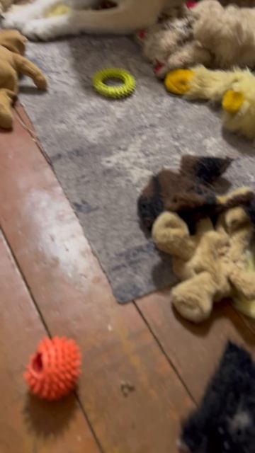 Ревизия в игрушках #хаски #щенок #собака #домашниеживотные #БрюликиЛиска #dog смотреть онлайн