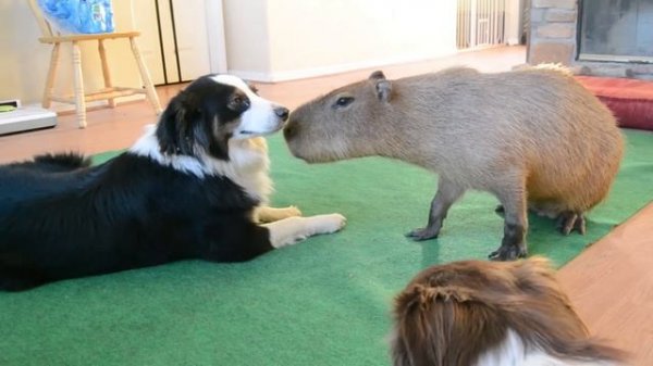 Собака и Капибара