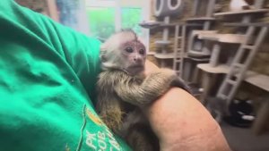 ОЧЕНЬ ИНТЕРЕСНО! Чем занимаются Анфиса, Финик и Мона когда нас нет дома)))