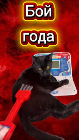 Это бой был признан боем года 🙀 #кот #кошка #котики #животные #прикол #юмор #комедия