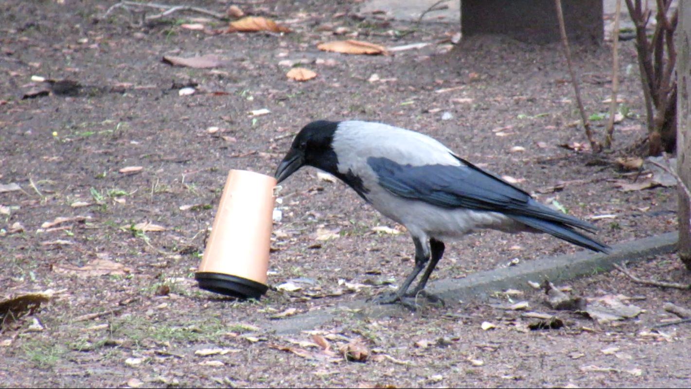 Вороны. Видеонарезка с серыми воронами смотреть онлайн