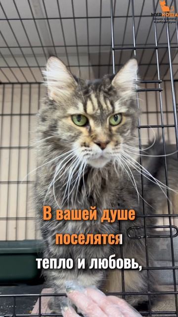 Марджери ждёт вас в приюте #Муркоша смотреть онлайн