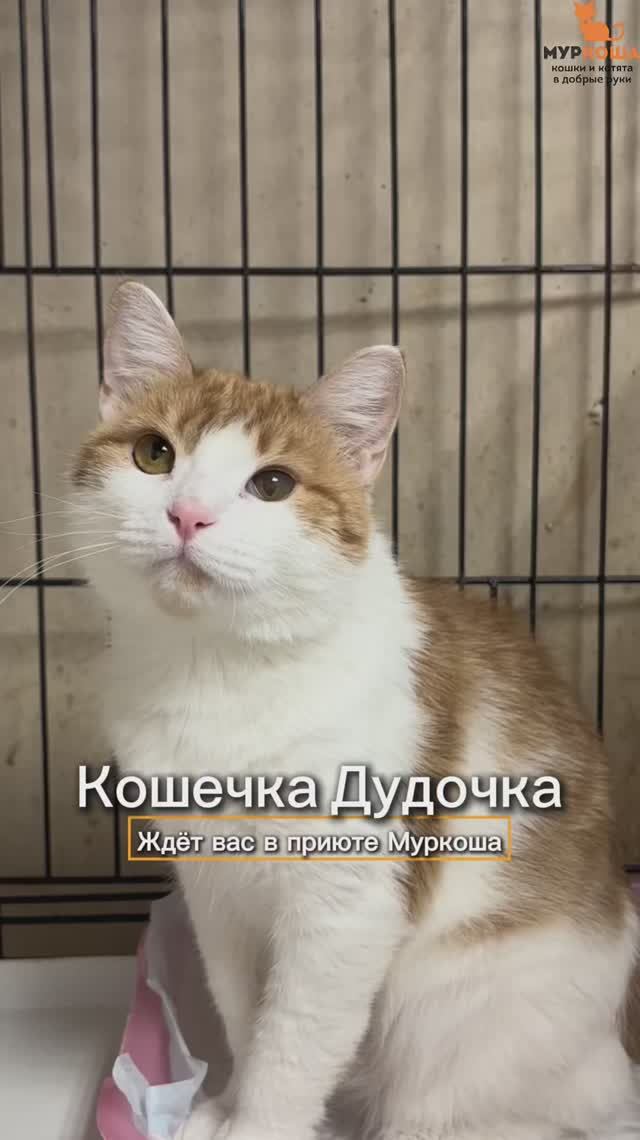 Дудочка ждёт вас в приюте #Муркоша смотреть онлайн