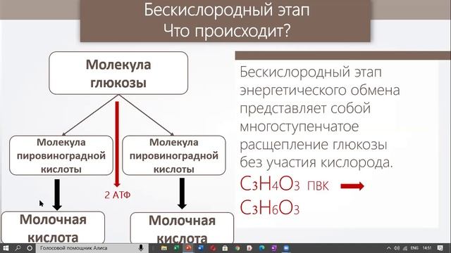 энергетический обмен смотреть онлайн