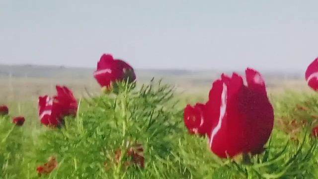 Такая красота цветёт в Хвалынском заповеднике. Чудо природы? смотреть онлайн