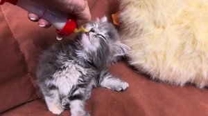 СМЕШНО!!! Маленький Финик никак не хочет отдавать бутылочку с молочком красавице Моне)))