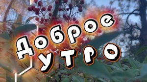 Доброе утро! Люблю, чтоб рано утром солнышко вставало. Песня с добрым утром