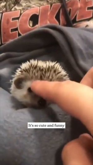 Девушка заменила ежу маму ❤️ #shorts