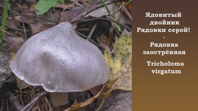 Ядовитый двойник Рядовки серой! - Рядовка заострённая - Tricholoma virgatum. смотреть онлайн