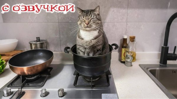 РЖАЧНЫЕ Приколы с котами и кошками! С ОЗВУЧКОЙ Смешные коты Самые смешные животные!