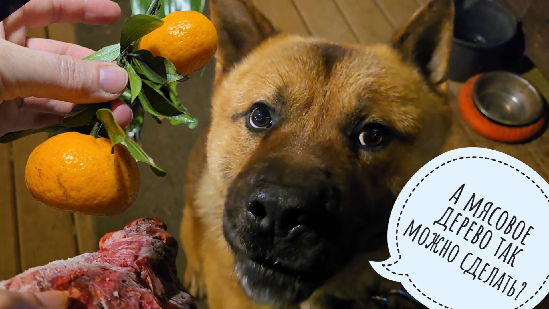 Пёс Кубик дождался мясов! Мучаю мандарины под надзором кошенькиной полиции. Прививка беби-мандаринов смотреть онлайн