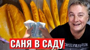 Саня в саду - коллекция манго. Обзор сезона 2025. Мичурин на минималках.