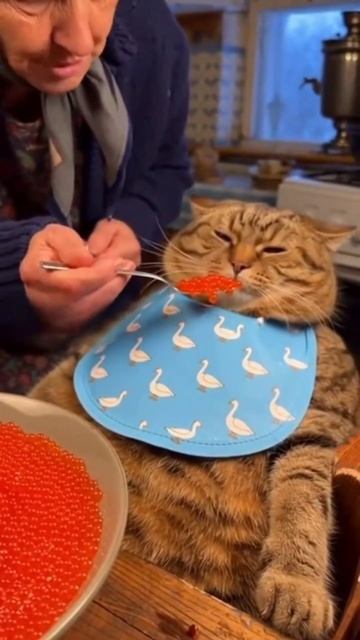 Хотелось бы побыть мурзиком на пару тройку дней) А вам? #котики #юмор #шутка #ии #смешныекоты #смех