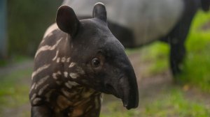 Тапир: Самый Странный Зверь Тропиков | Интересные факты про тапиров