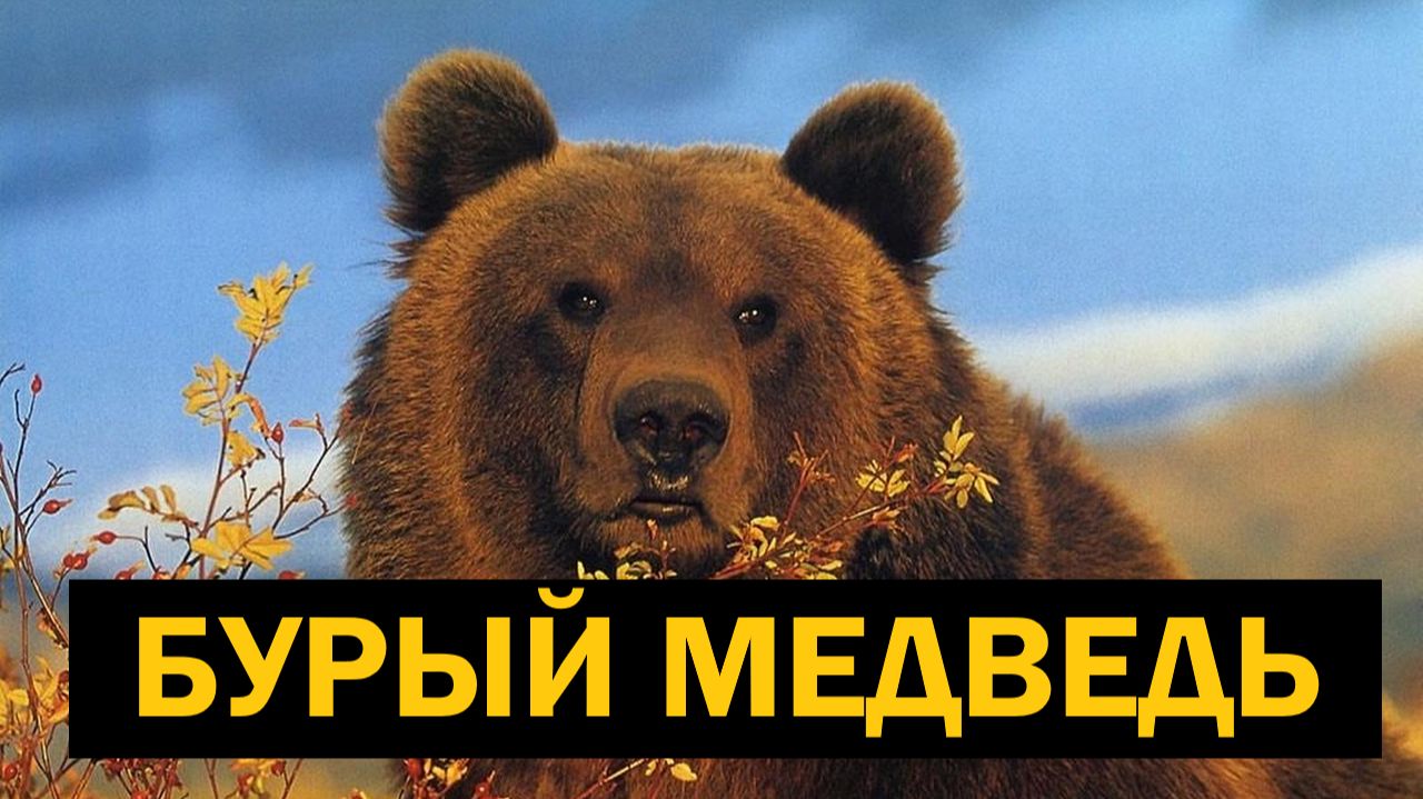 🐻 БУРЫЙ МЕДВЕДЬ: жизнь, охота и размножение главного животного России