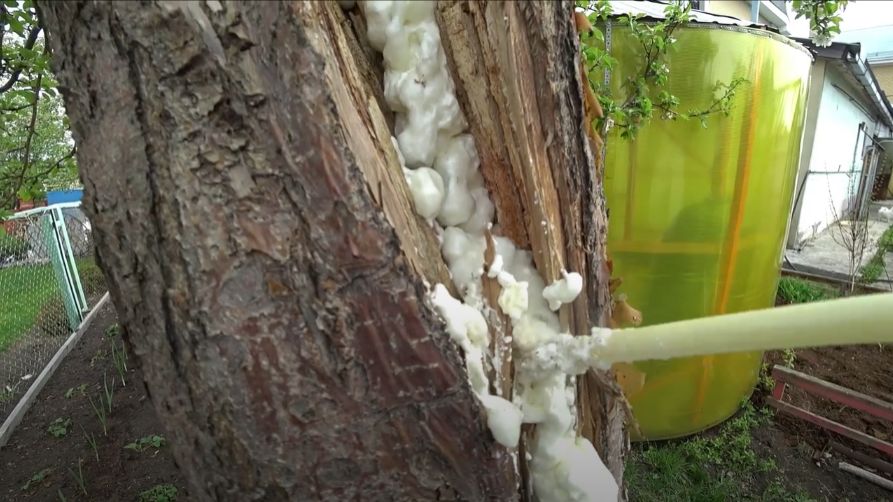 Возвратными заморозками поверило яблоню. Как спасти дерево? смотреть онлайн