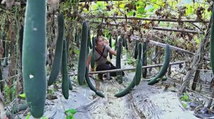 Дуонг. Мама поневоле. Собираю баклажаны и работаю на огороде. 18 серия