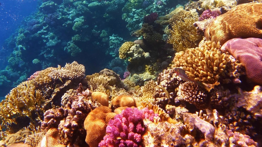 Снорклинг в Красном море