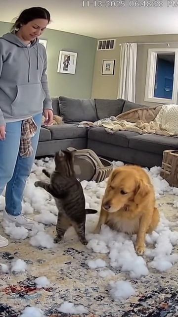 Кот поссорился с экономкой и проклял собаку.