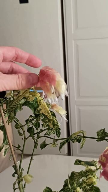 #белопероне ЦВЕТОК_КРЕВЕТКА #комнатные #комнатныерастения #цветок #цветениебеопероне #саднаизнанку