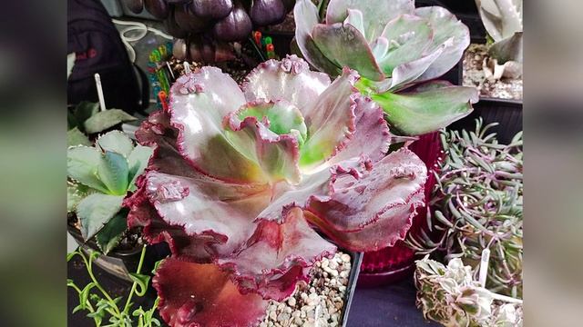 Кактус Фест весна 2025. Как мы побывали на самой крутой выставке в Москве смотреть онлайн