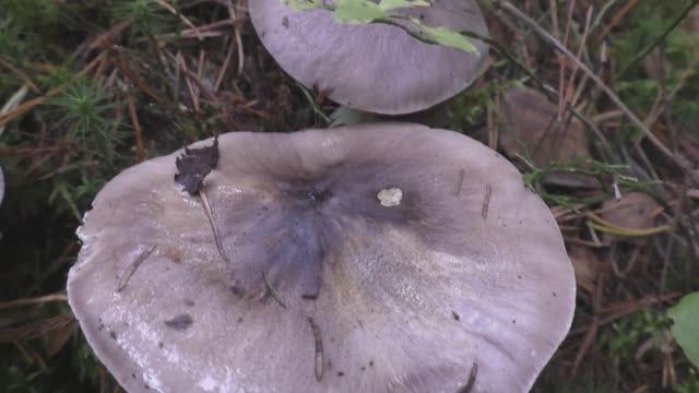 Один из лучших грибов осени - Рядовка штриховатая.