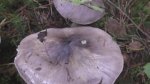 Один из лучших грибов осени - Рядовка штриховатая.