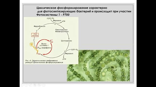 фотосинтез 2 смотреть онлайн
