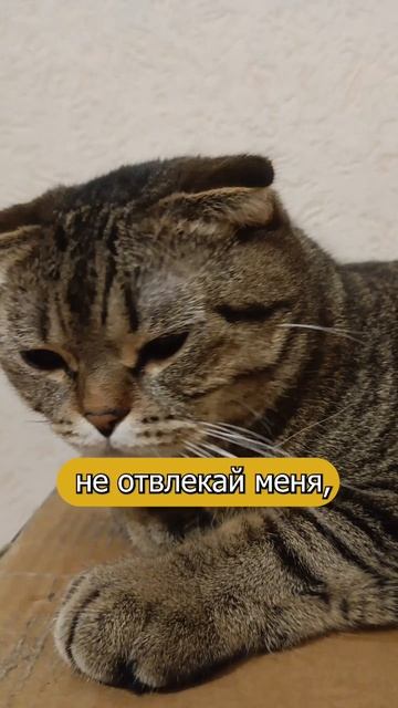 А ВЫ ВЫПОЛНИЛИ ЧТО ОН СКАЗАЛ?! 🙀😹#коты #Кот #котики #cat #новыйгод #кошка #кошки #котята #подНовый