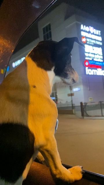 21 декабря день зимнего солнцестояния алгоритм #snow #21декабря #зимнеесолнцестояние