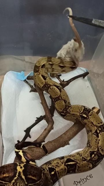 Кормление удава Буринга. 17 декабря 2025 г. смотреть онлайн