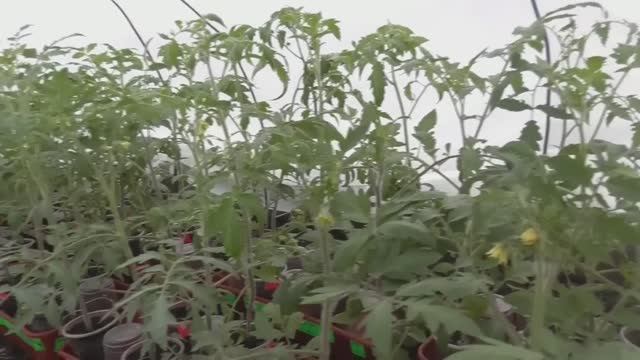 Мороз минус 8 томаты в теплице пережили! Ждем минус 10! Обзор огорода, погоды и рассады томатов. смотреть онлайн