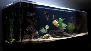 ТОП-10 ЦИХЛИД для общего аквариума Красивые и МИРНЫЕ виды