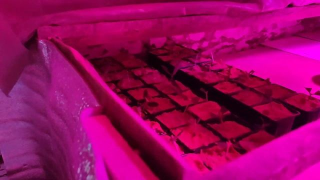 Черенкуем: АВРОРА БЛИЗЗАРД,БИСТ,БЬЮТИ И СИНИЙ БАНАН. Секретная лаборатория.