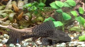 Мои аквариумы 21.12.2025г.