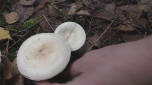 Пахнет дустом, но неядовита Рядовка белая.