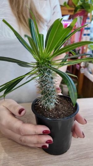 Пахиподиум, моя мадагаскарская пальма два года волшебства в горшке