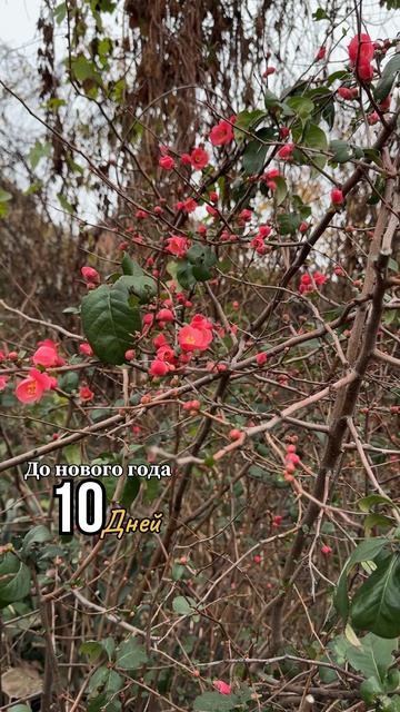 Новогоднее чудо. В Краснодаре цветет сирень и айва